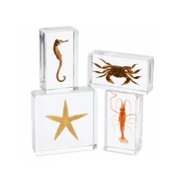 Acrylic Specimens Sealife - Set of 4