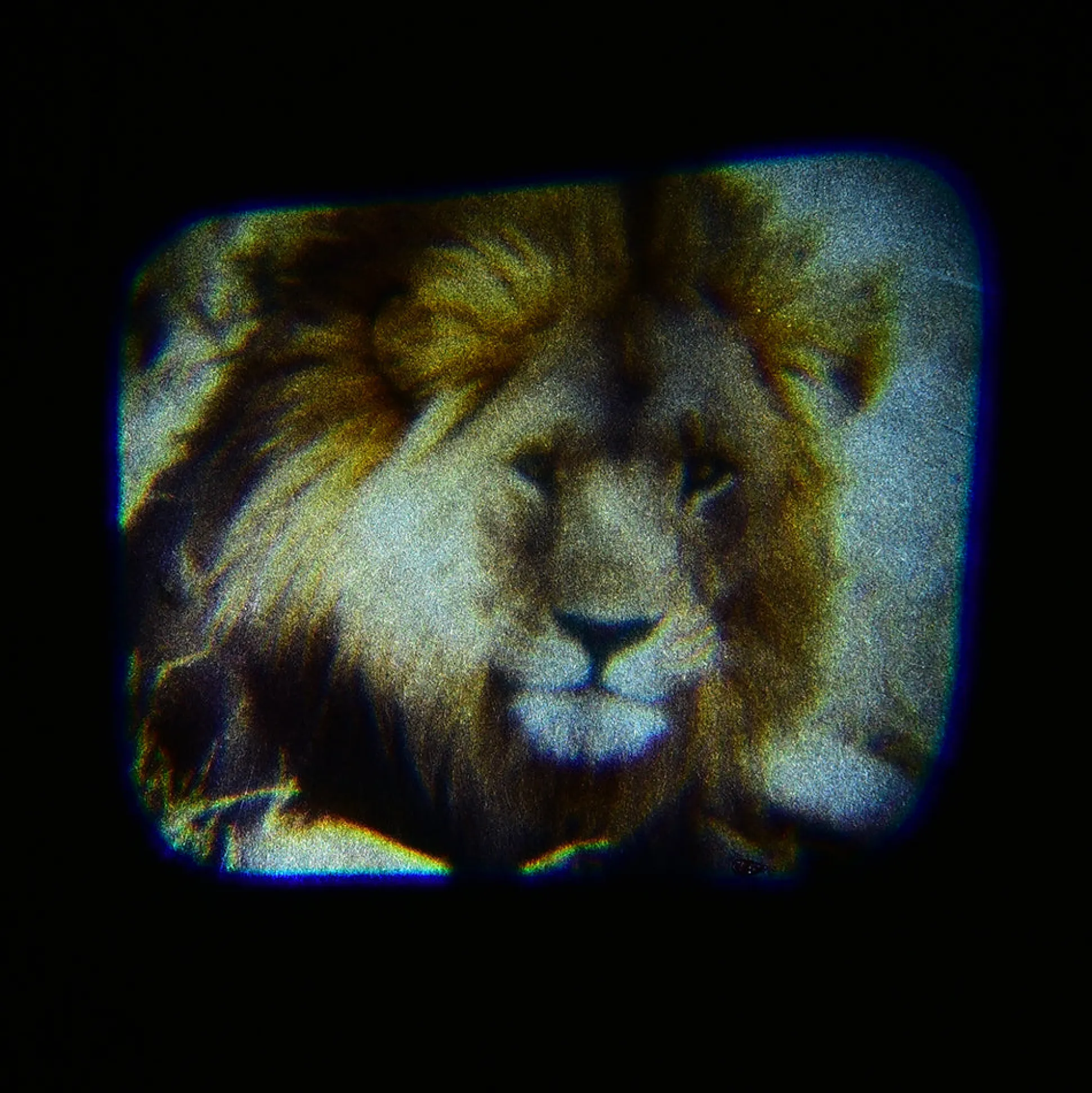Animal Projector