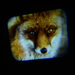 Animal Projector