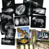 Animal X-Rays - 13 pieces