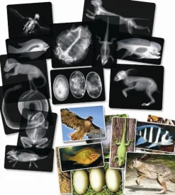 Animal X-Rays - 13 pieces