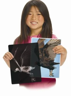 Animal X-Rays - 13 pieces