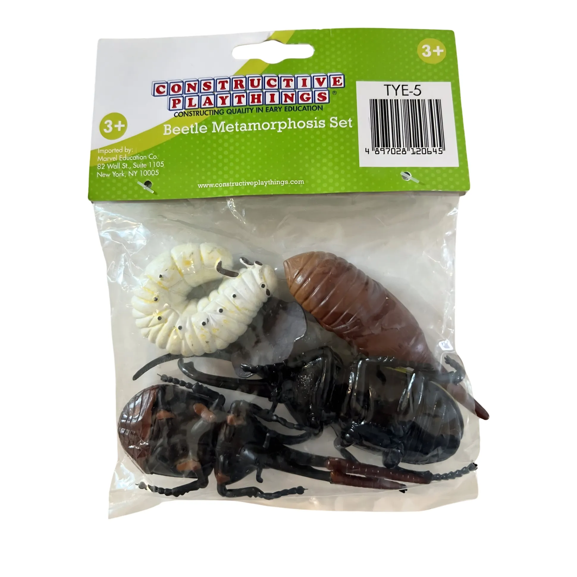 Beetle Life Cycle Figurines