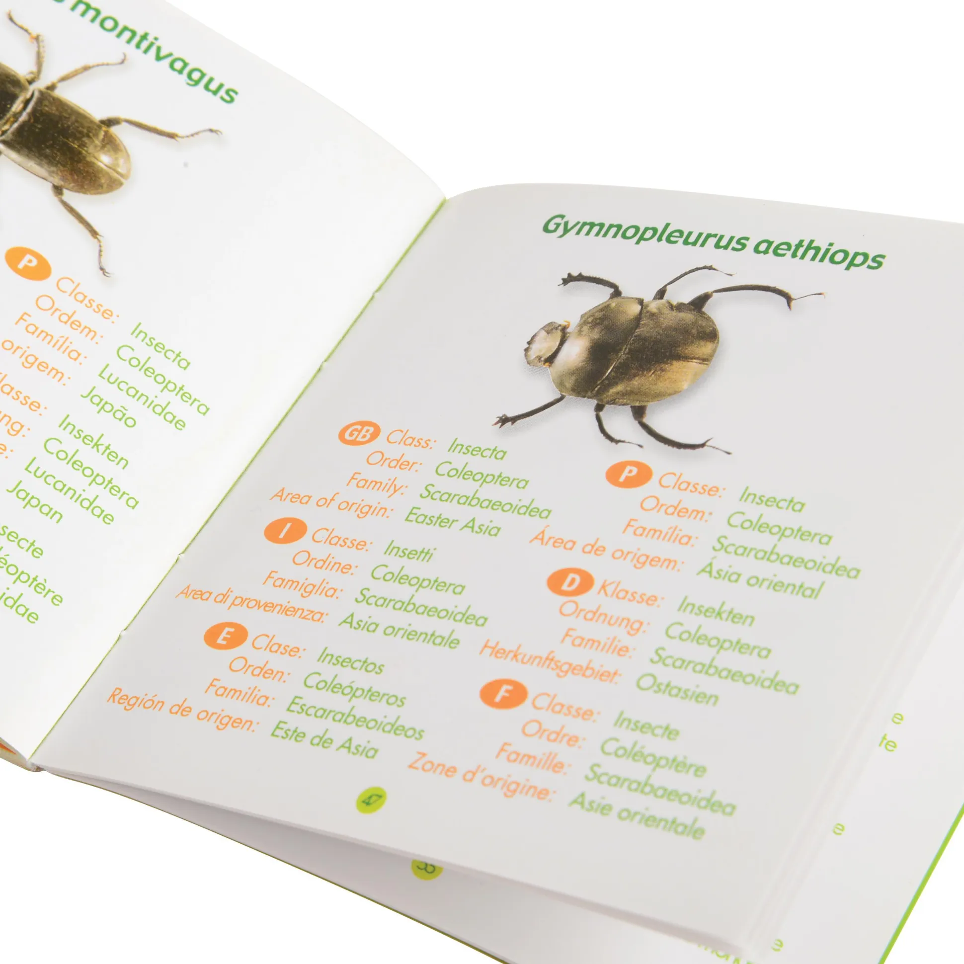 Bugs World Collection | 12 Encased Real Insects with Magnifying Glass