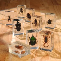 Bugs World Collection | 12 Encased Real Insects with Magnifying Glass
