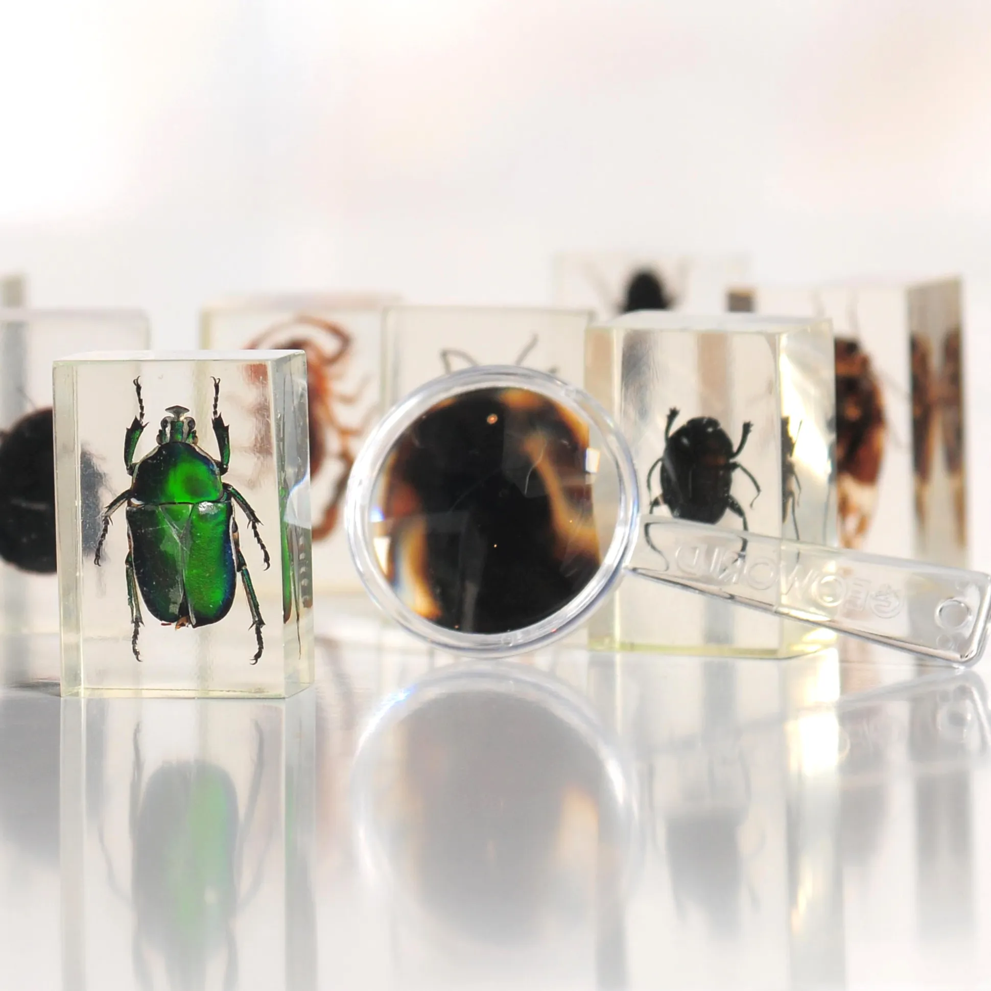 Bugs World Collection | 12 Encased Real Insects with Magnifying Glass
