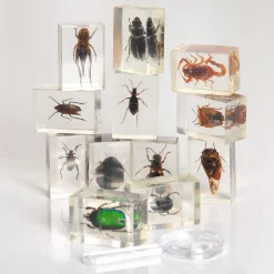 Bugs World Collection | 12 Encased Real Insects with Magnifying Glass