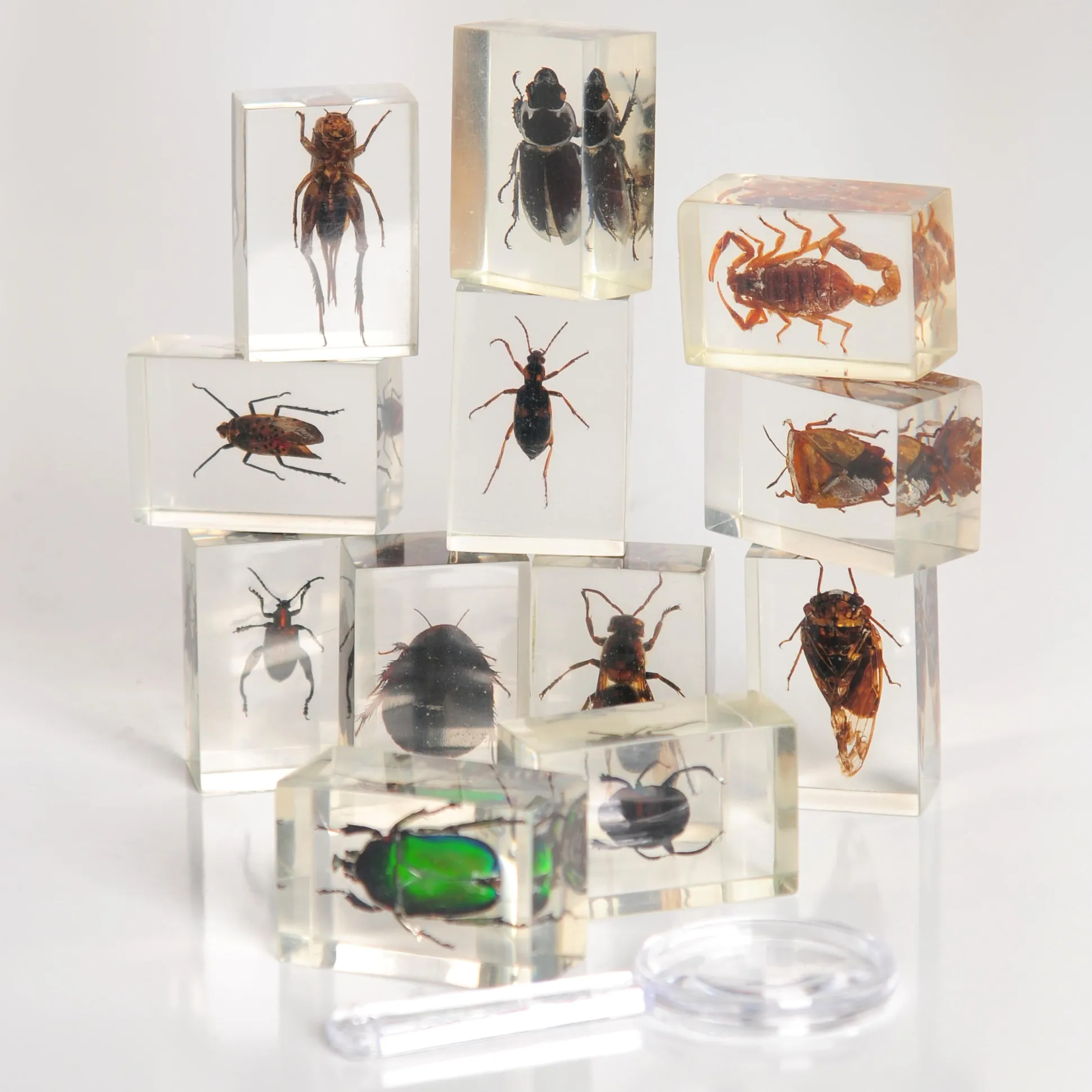 Bugs World Collection | 12 Encased Real Insects with Magnifying Glass
