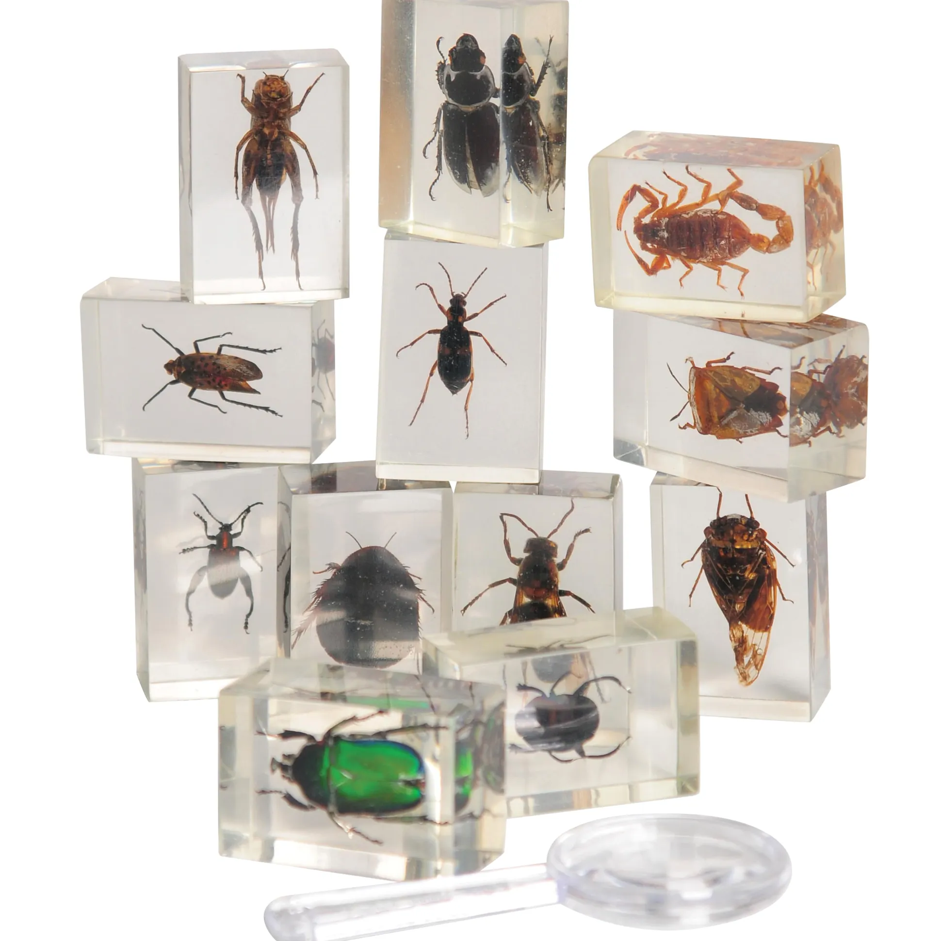 Bugs World Collection | 12 Encased Real Insects with Magnifying Glass