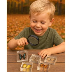 Educational Encased Butterfly Set | 4-Piece Collection with Identification Cards