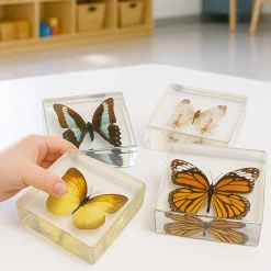 Educational Encased Butterfly Set | 4-Piece Collection with Identification Cards