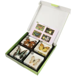 Educational Encased Butterfly Set | 4-Piece Collection with Identification Cards