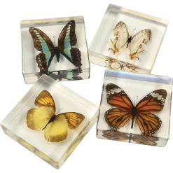 Educational Encased Butterfly Set | 4-Piece Collection with Identification Cards