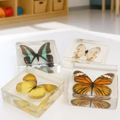 Educational Encased Butterfly Set | 4-Piece Collection with Identification Cards