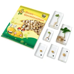 Encased Bean Germination Stages Set | Poly-Resin Models for Teaching Plant Growth