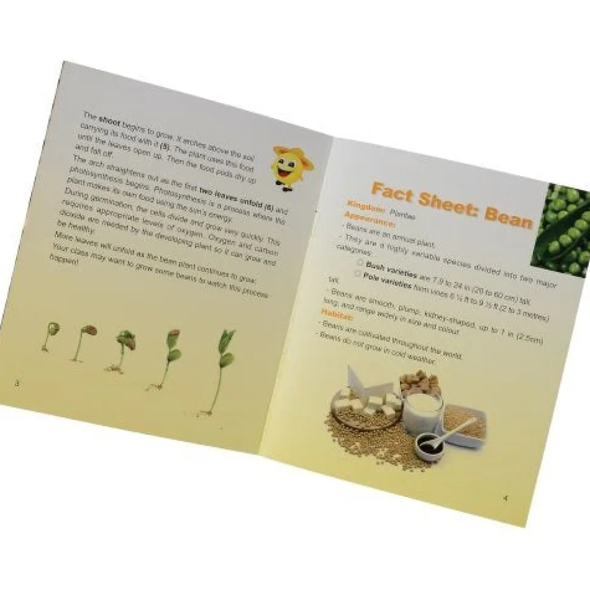 Encased Bean Germination Stages Set | Poly-Resin Models for Teaching Plant Growth