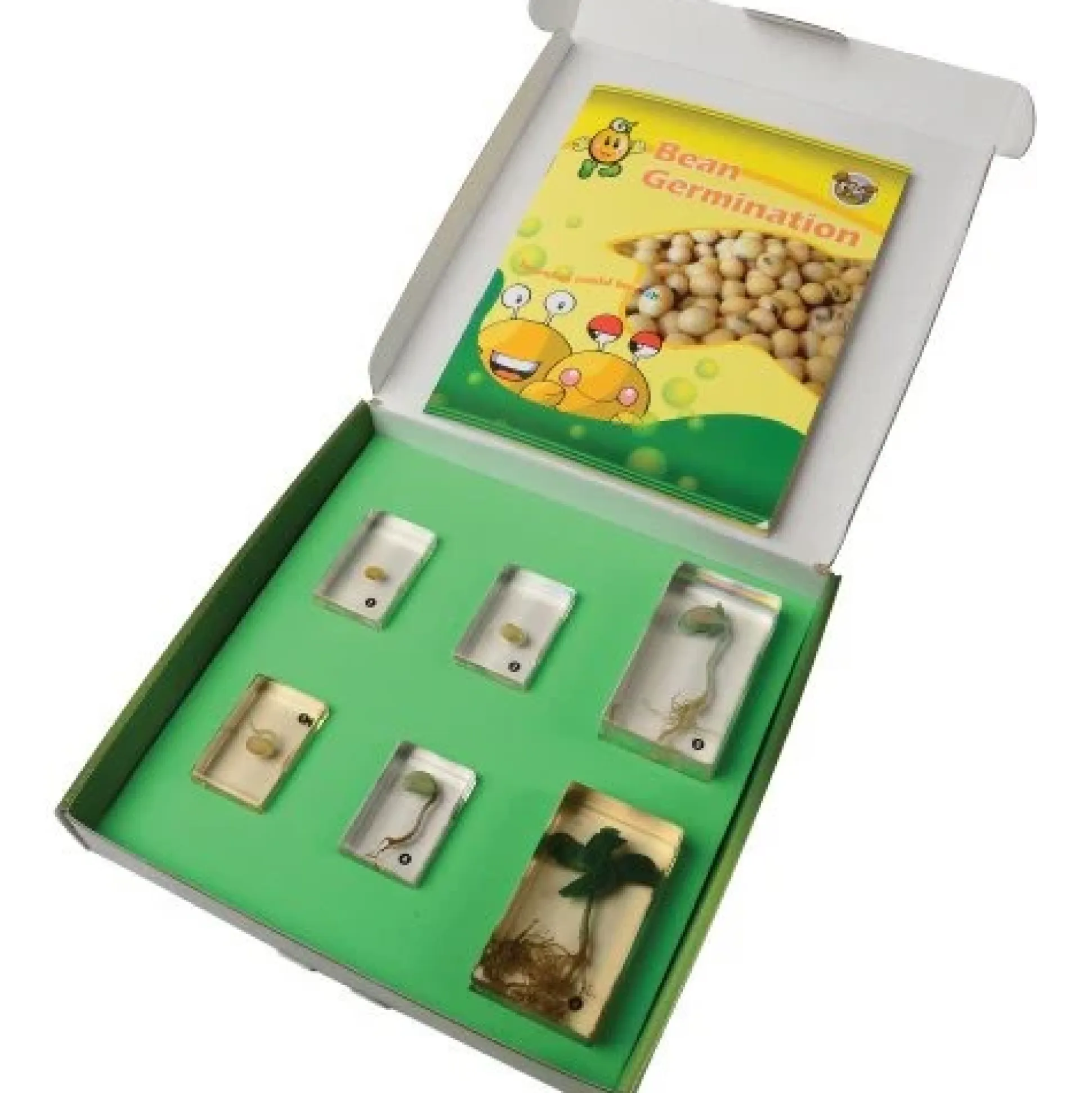 Encased Bean Germination Stages Set | Poly-Resin Models for Teaching Plant Growth