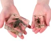 Frog Life Cycle Exploration Set | 7-Piece Poly-Resin Stages with Guide