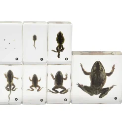 Frog Life Cycle Exploration Set | 7-Piece Poly-Resin Stages with Guide