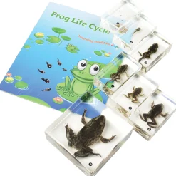 Frog Life Cycle Exploration Set | 7-Piece Poly-Resin Stages with Guide