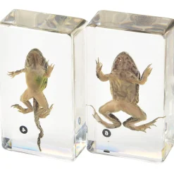 Frog Life Cycle Exploration Set | 7-Piece Poly-Resin Stages with Guide