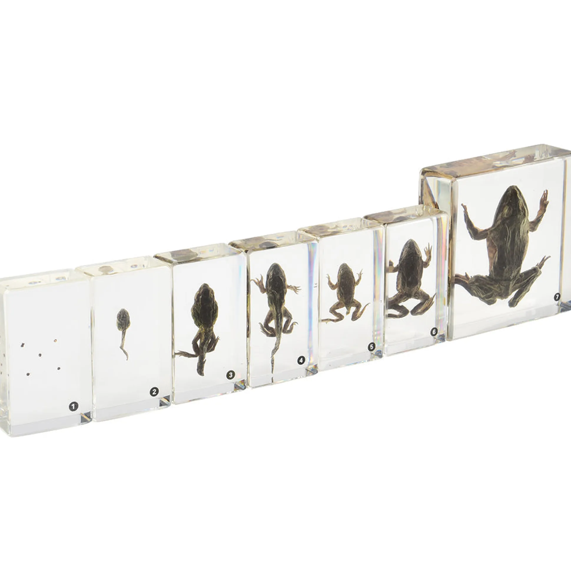 Frog Life Cycle Exploration Set | 7-Piece Poly-Resin Stages with Guide