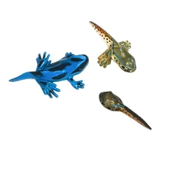 Frog Life Cycle Figurines – 5 Piece Set