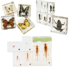 Life Cycle Acrylic Specimen Exploration Sets Bundle | Frog, Butterfly & Grasshopper Models