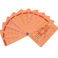 Magnetic Body Puzzle - Learn about the Body