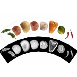 Plant X-Rays STEM Learning Card Set | Botanical Science Matching Activity with 42 Plant X-Ray Images & 42 Picture Cards