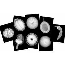 Plant X-Rays STEM Learning Card Set | Botanical Science Matching Activity with 42 Plant X-Ray Images & 42 Picture Cards