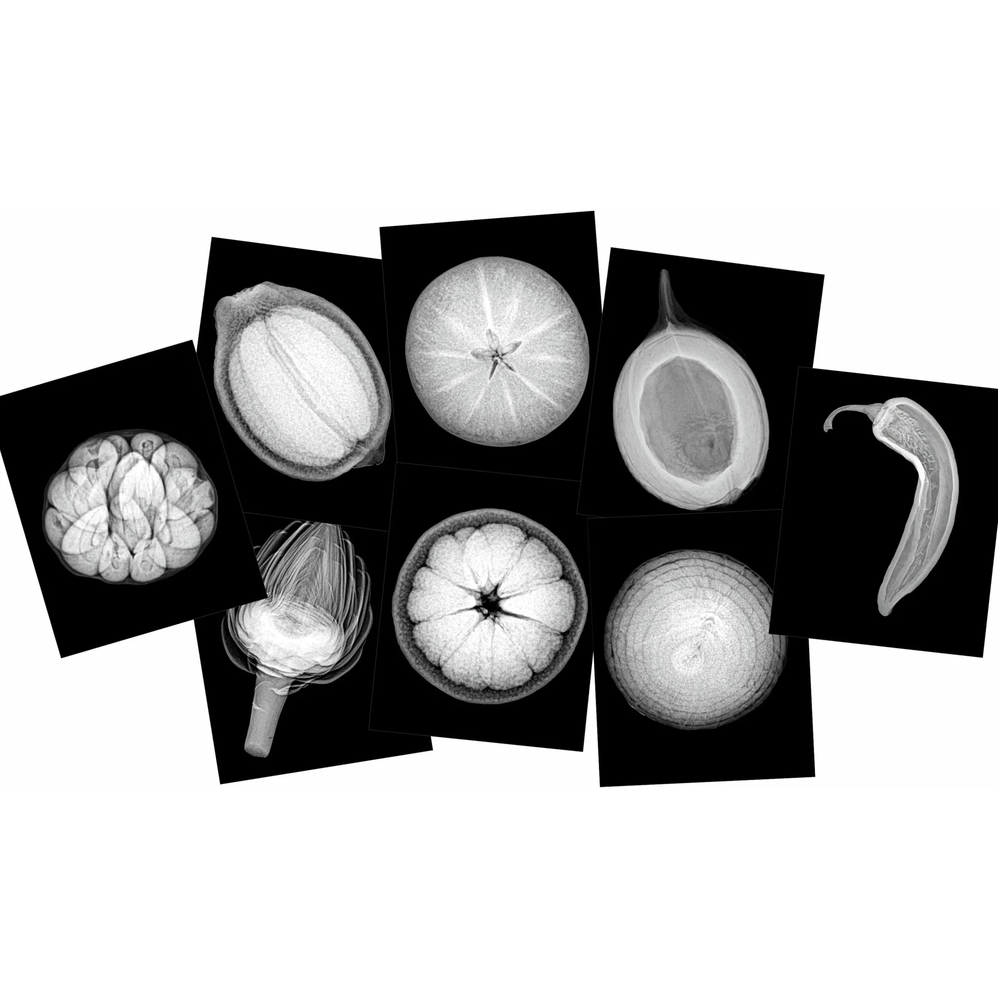 Plant X-Rays STEM Learning Card Set | Botanical Science Matching Activity with 42 Plant X-Ray Images & 42 Picture Cards