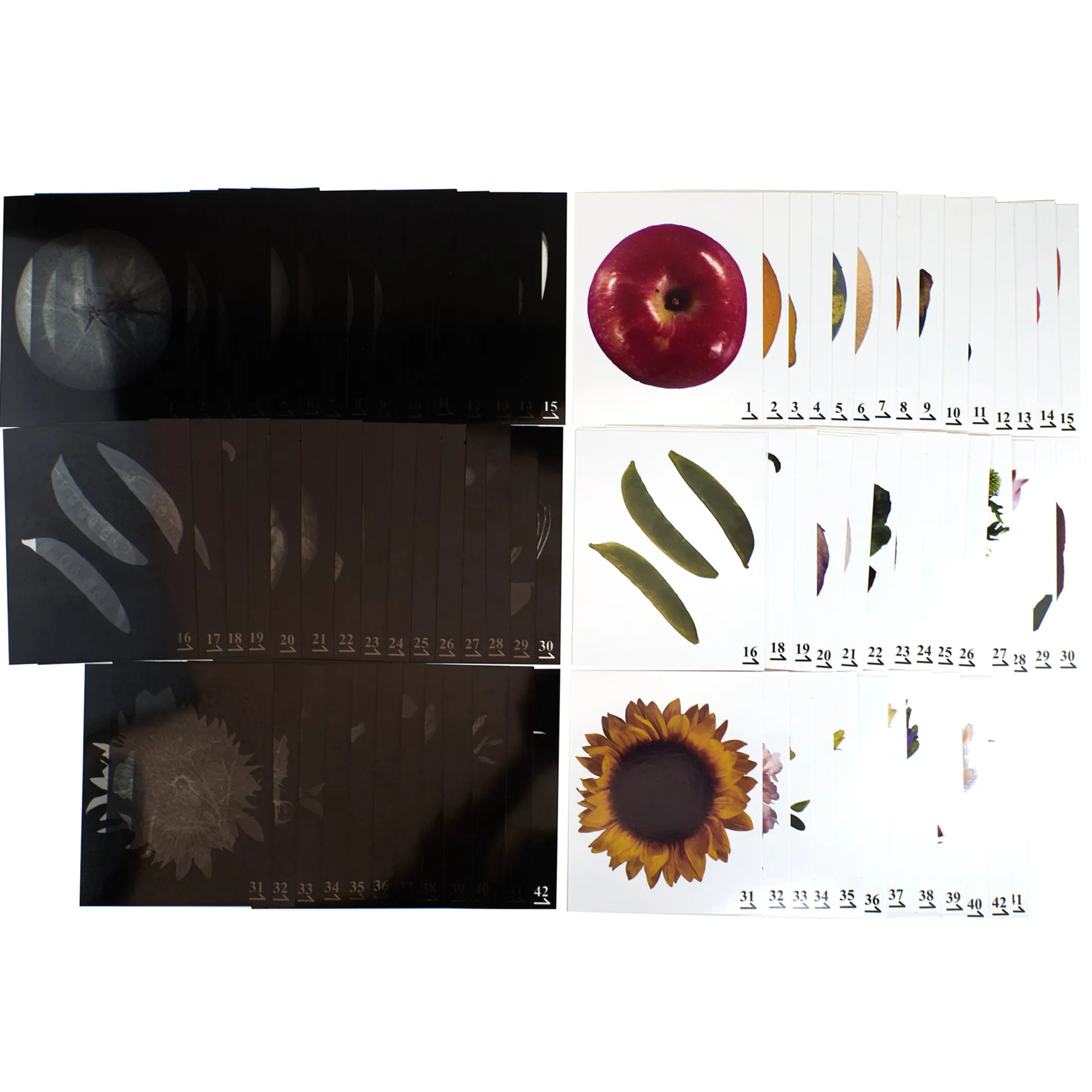 Plant X-Rays STEM Learning Card Set | Botanical Science Matching Activity with 42 Plant X-Ray Images & 42 Picture Cards