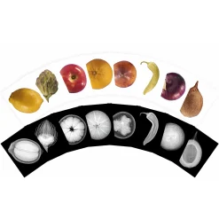 Plant X-Rays STEM Learning Card Set | Botanical Science Matching Activity with 42 Plant X-Ray Images & 42 Picture Cards