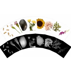 Plant X-Rays STEM Learning Card Set | Botanical Science Matching Activity with 42 Plant X-Ray Images & 42 Picture Cards