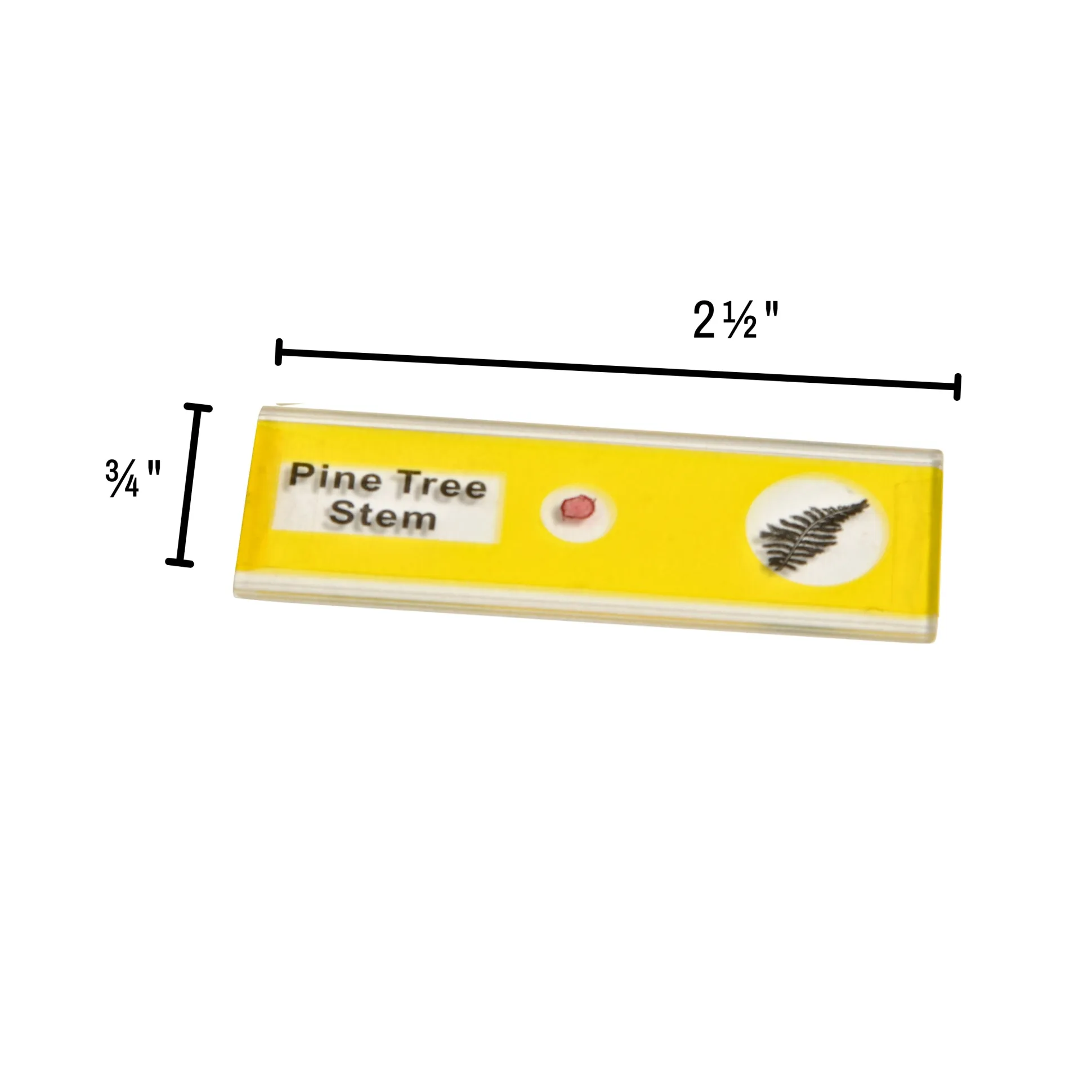 Prepared Slide Kit - Plants