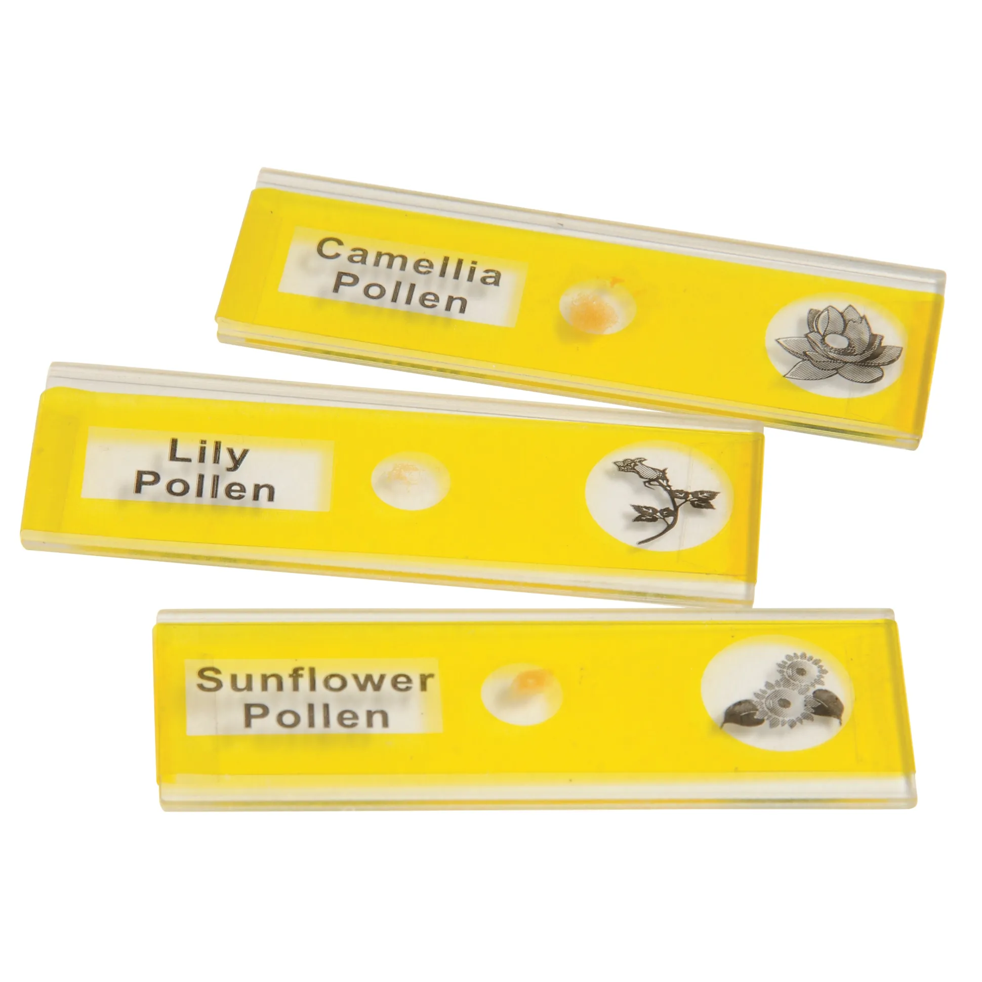 Prepared Slide Kit - Plants