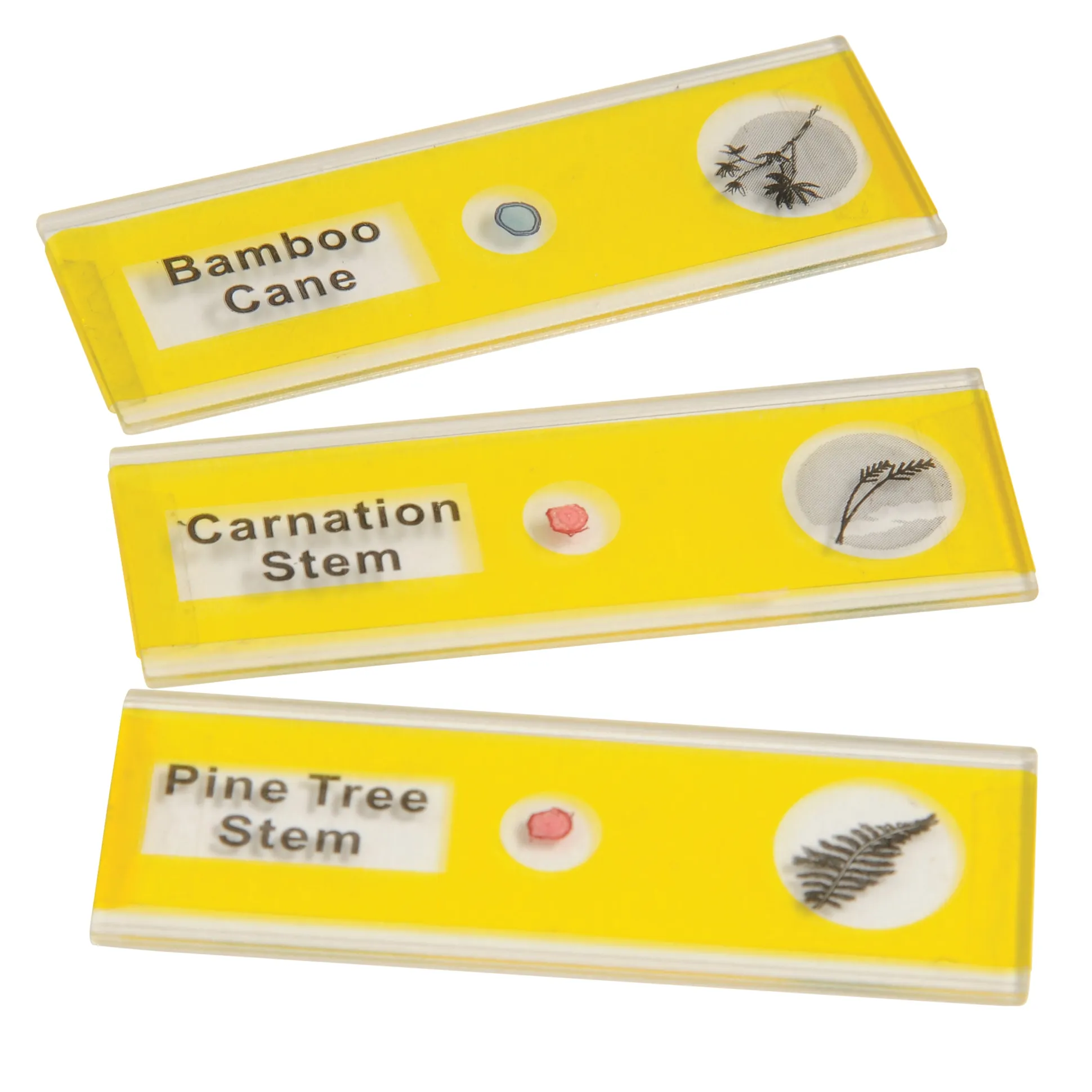 Prepared Slide Kit - Plants