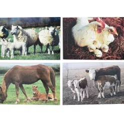 Real Life Mother & Baby Animal Puzzles - Farm Animals