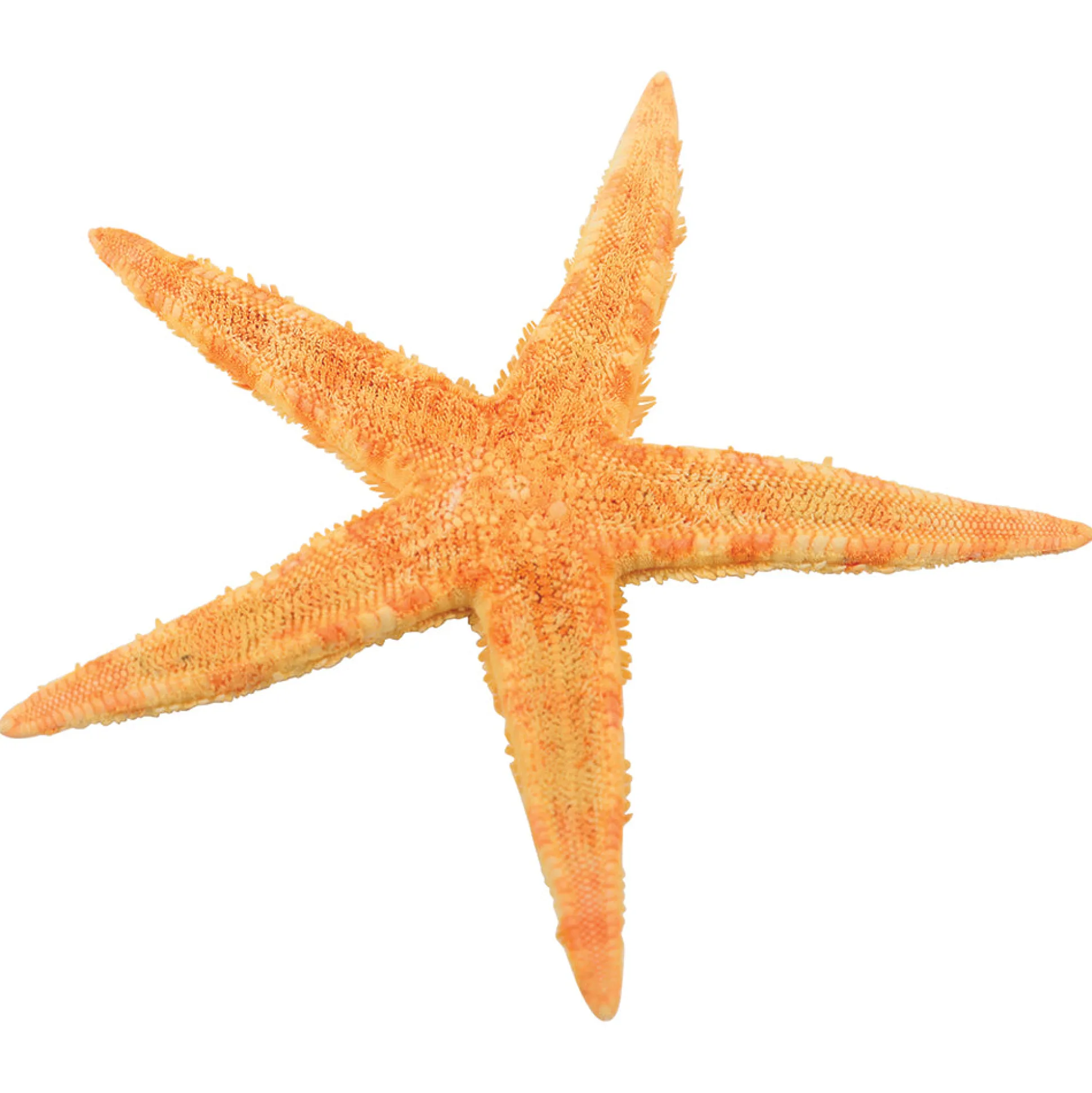 Real Starfish 30-Piece Set