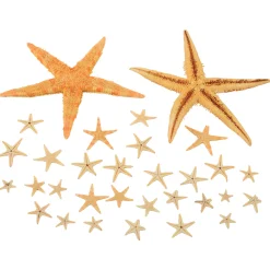 Real Starfish 30-Piece Set