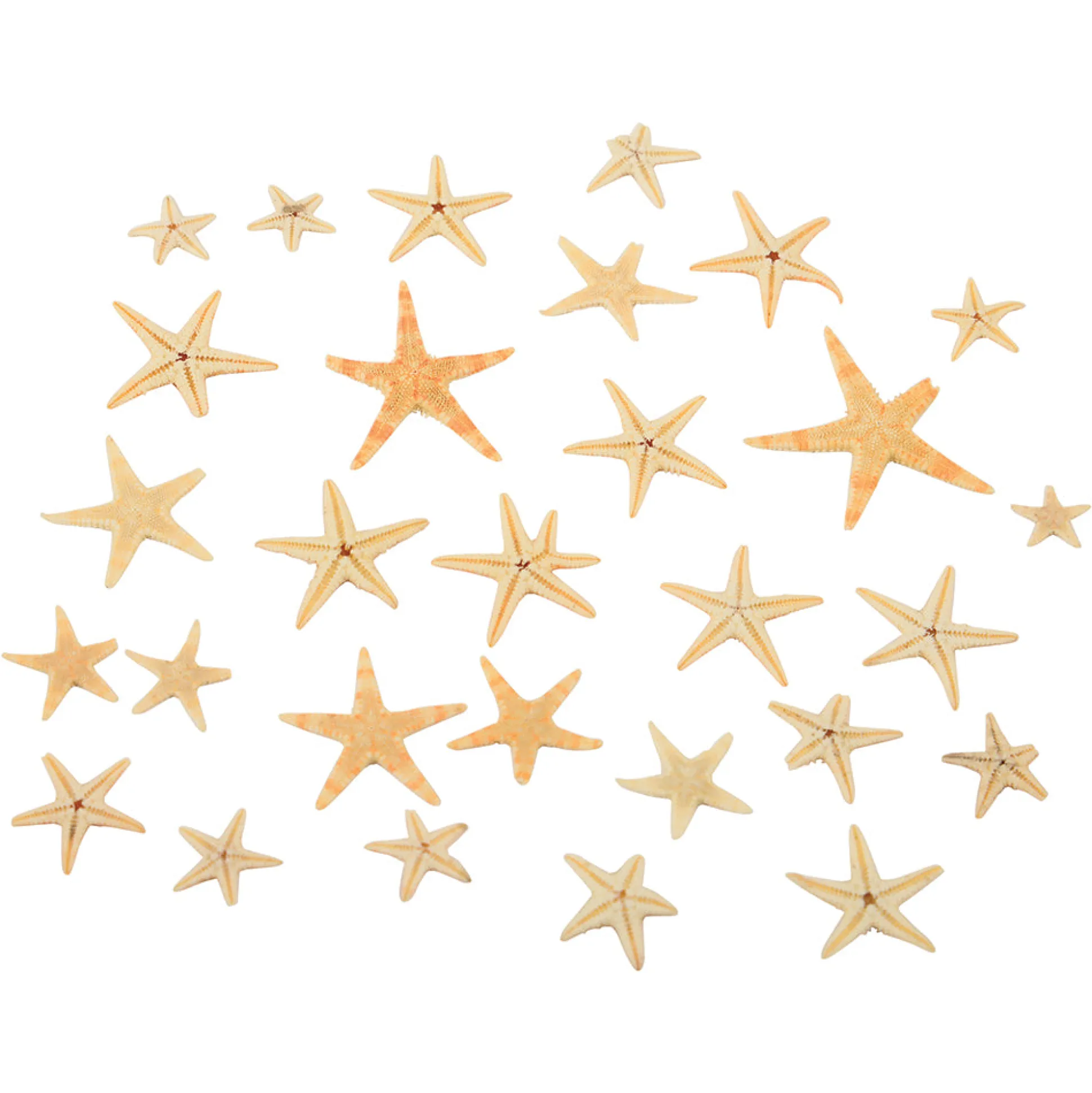 Real Starfish 30-Piece Set