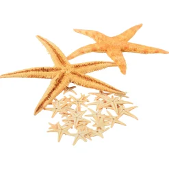 Real Starfish 30-Piece Set
