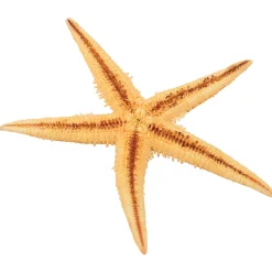 Real Starfish 30-Piece Set