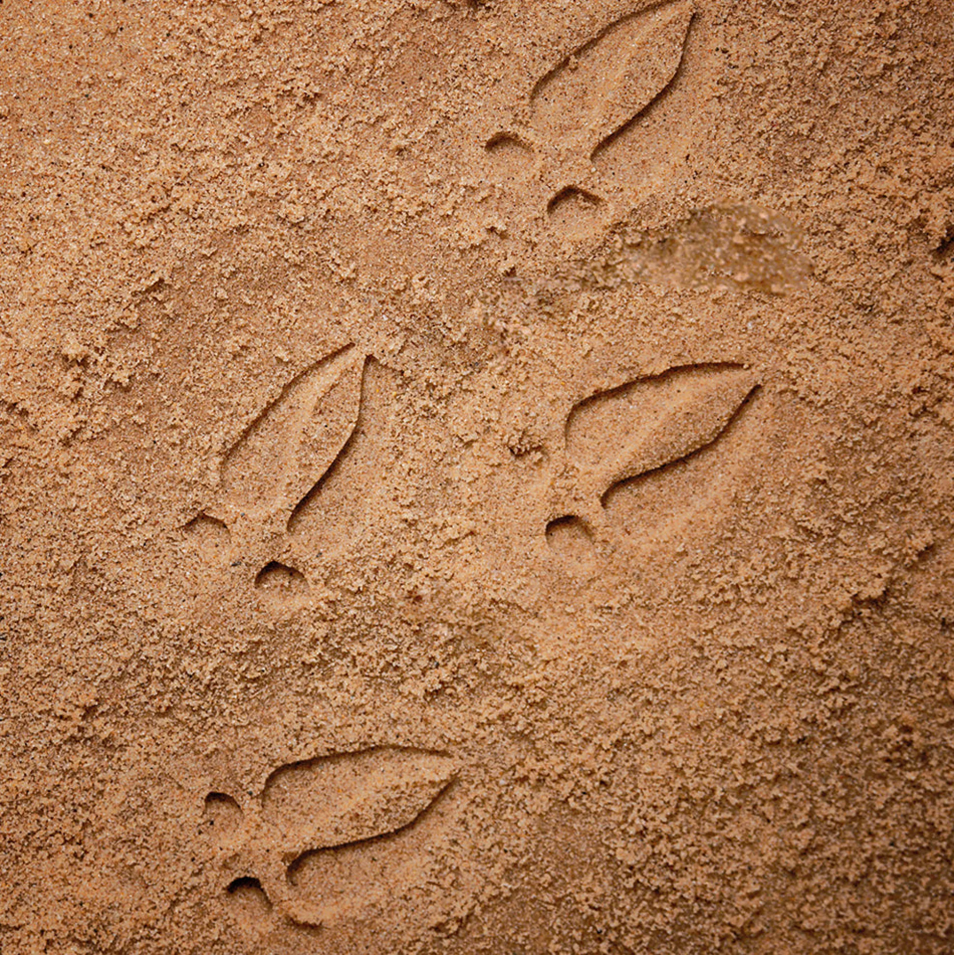 Yellow Door® Let's Investigate Woodland Footprints Double-Sided Animal Stones