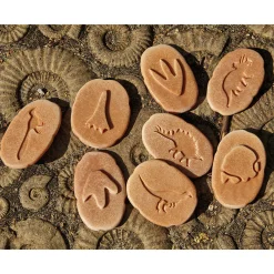 Yellow Door® Let's Investigate Dinosaur Footprints Double-Sided Animal Stones