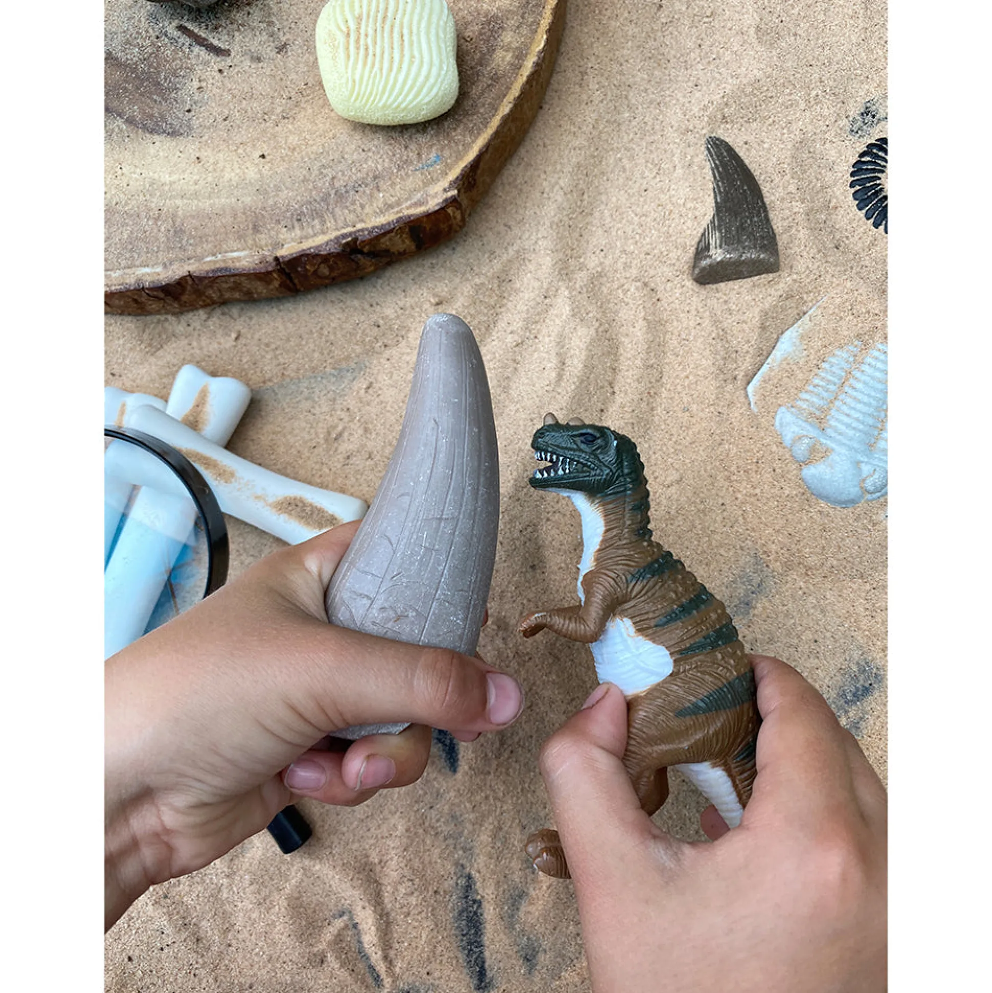 Yellow Door® Let’s Investigate Prehistoric Teeth | 8 Durable Fossil Tooth Replicas for Sensory Play, STEM Learning & Paleontology Exploration