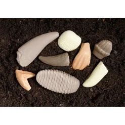 Yellow Door® Let’s Investigate Prehistoric Teeth | 8 Durable Fossil Tooth Replicas for Sensory Play, STEM Learning & Paleontology Exploration
