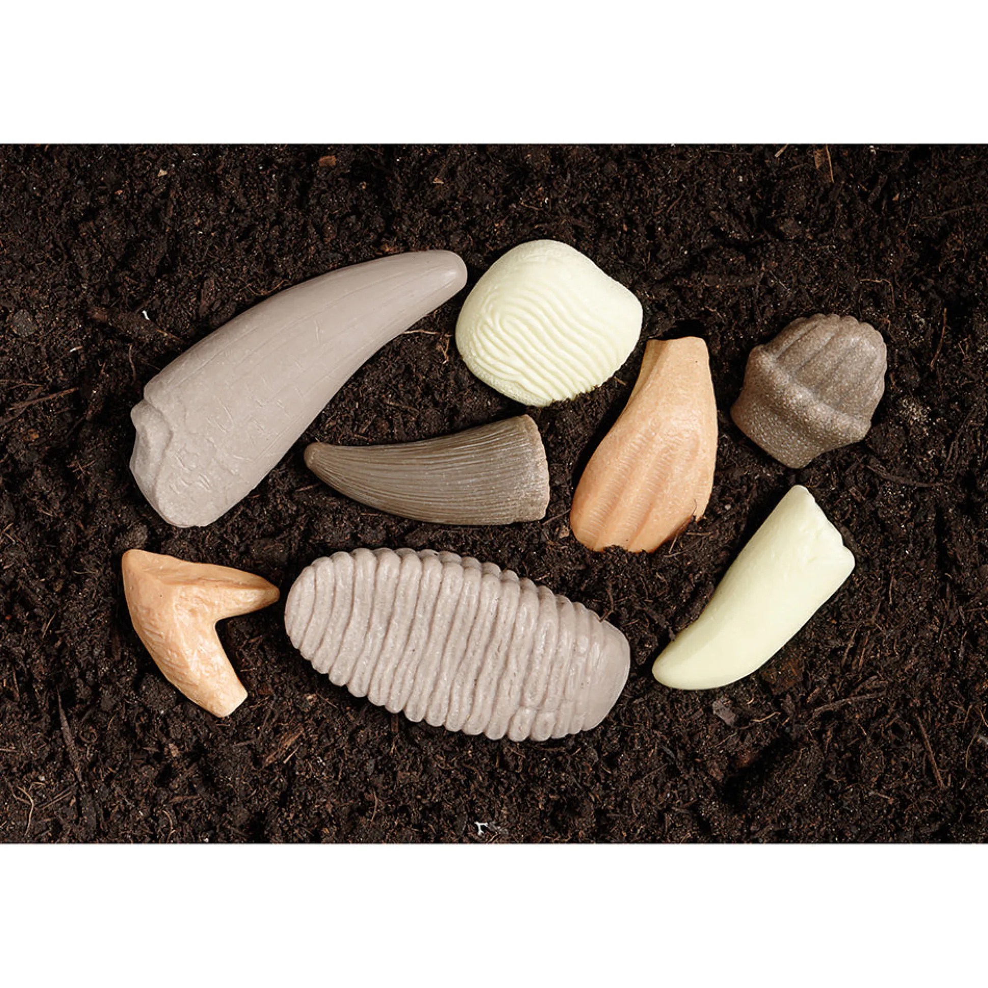 Yellow Door® Let’s Investigate Prehistoric Teeth | 8 Durable Fossil Tooth Replicas for Sensory Play, STEM Learning & Paleontology Exploration