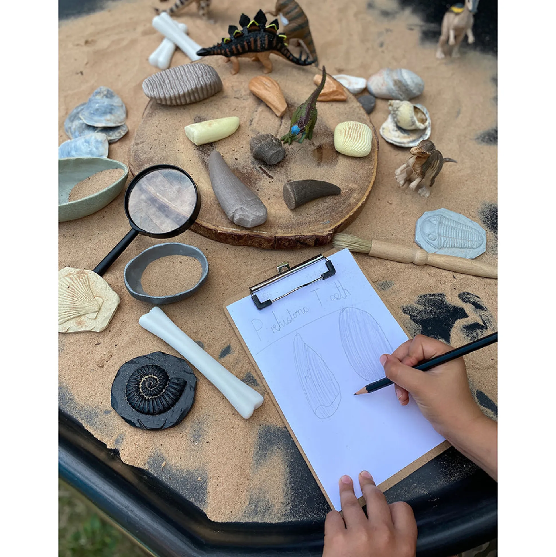Yellow Door® Let’s Investigate Prehistoric Teeth | 8 Durable Fossil Tooth Replicas for Sensory Play, STEM Learning & Paleontology Exploration